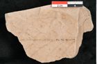 Foto (Detailansicht) von Rhytisma feroniae Ettingshausen (NHMW-GEO-2024-0188-6391)